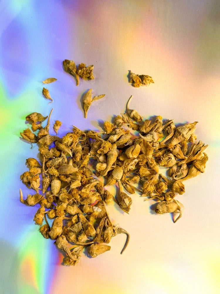 Dried Kanna Flowers Dried Flower