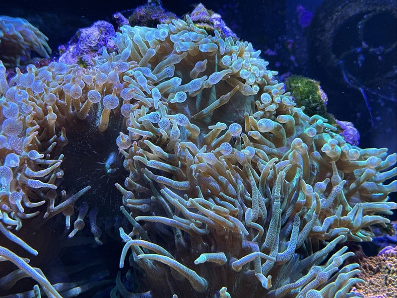 Fluorescent Green Bubble Tip Anemone 7-10 Inch XL Size - Aquacultured Anemone