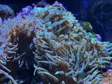 Fluorescent Green Bubble Tip Anemone 7-10 Inch XL Size - Aquacultured Anemone