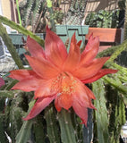 3 ORANGE QUEEN AporoCactus Succulents Cactus Orchids
