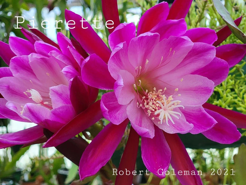 Orchid cactus flower cutting with vibrant pink-magenta blossoms and visible stamens