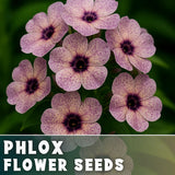 Phlox Seeds - 125 Seeds - Pink Pearl - Garden Bloom Annual Flower Seeds Garden Plants