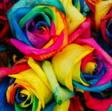 __50Pc Colorful Rainbow Rose Flower Seeds Home Garden Plants Multi-Color US ship Garden Plants