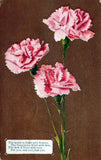 The World Is Filled Flowers Carnations For You Vintage Divided Back Post Card Carnation