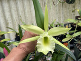 (Rlc. Memoria Lisette and Suzanne x Rlc. Gene Crocker) x Rl. digbyana - 6Ó Pot Orchids