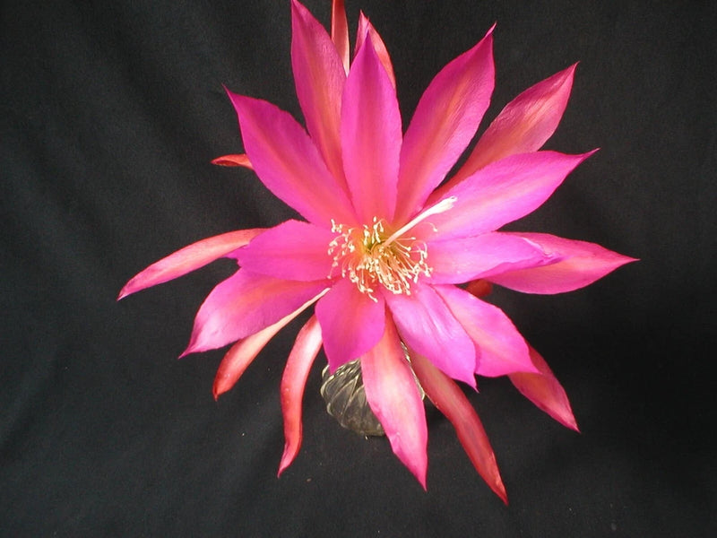 Pink and magenta orchid cactus flower with star-shaped petals and yellow center stamens
