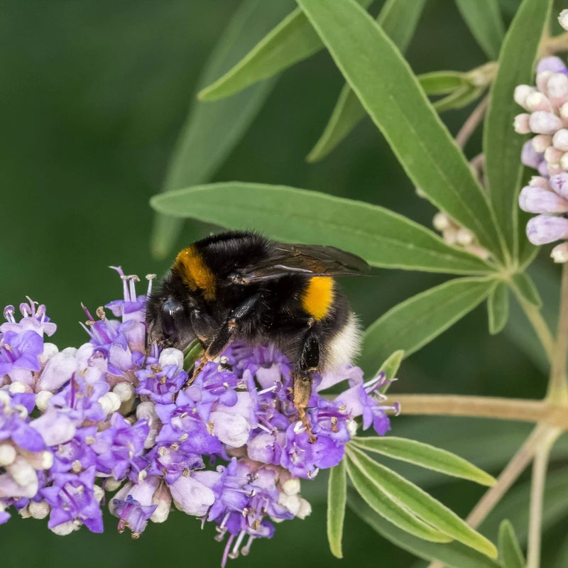 Chaste Tree Seeds, Vitex (Vitex agnus-castus) ~Traditional Herb Garden Garden Plants