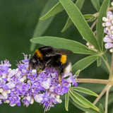 Chaste Tree Seeds, Vitex (Vitex agnus-castus) ~Traditional Herb Garden Garden Plants