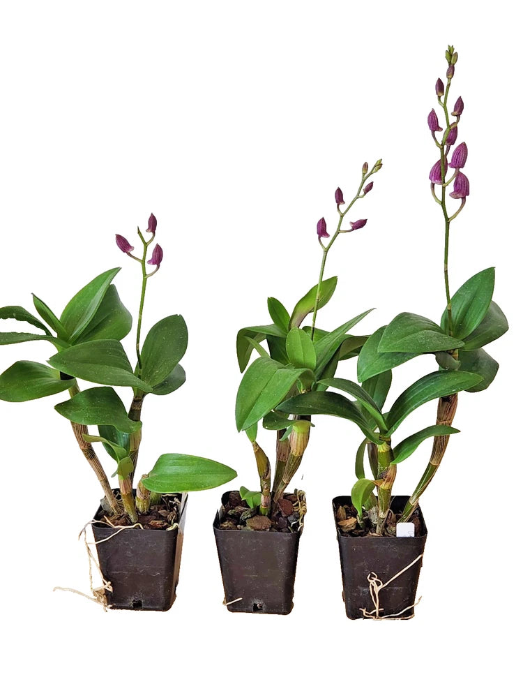 Dendrobium orchid plants in small pots, green leaves with purple flower spikes