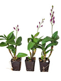 Dendrobium Hawaiian 'Kona Twilight' In spike (3/26/26), 3.5 Inch Pots Orchids