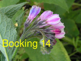 Russian Comfrey Live Root Cuttings - Bocking 14 Cultivar Garden Plants