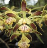 Encyclia alata Orchid Seedling Orchids