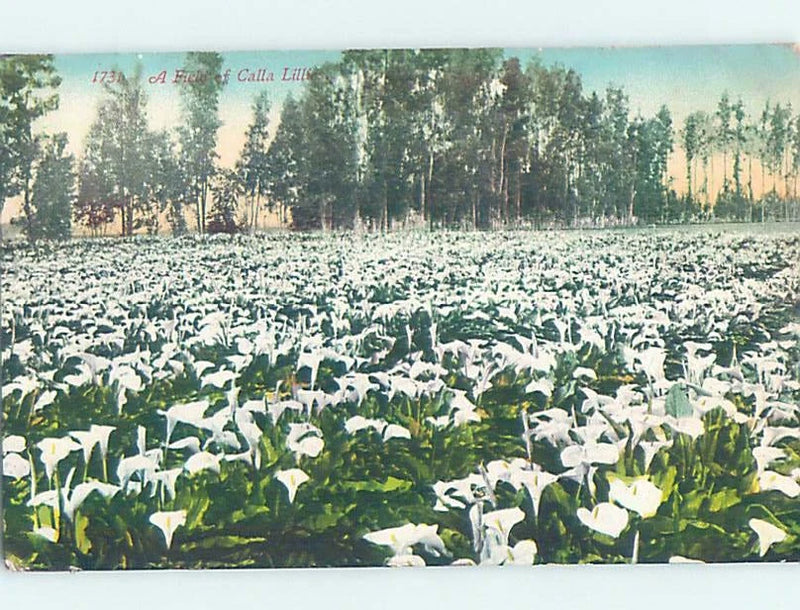 Lily flower field postcard with white lilies and green leaves in full bloom