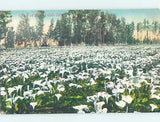 Pre-Chrome LILY FLOWERS Postmarked San Jose California CA m/01 AH5483 Lily