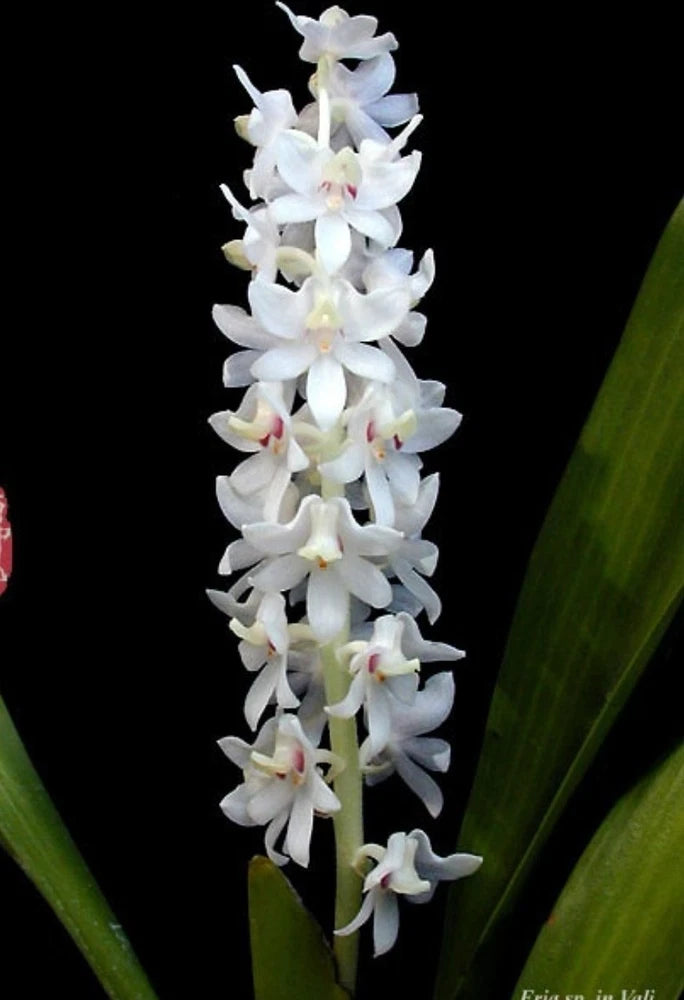 White orchid in pot, tall stem of clustered white flowers with pink-yellow centers