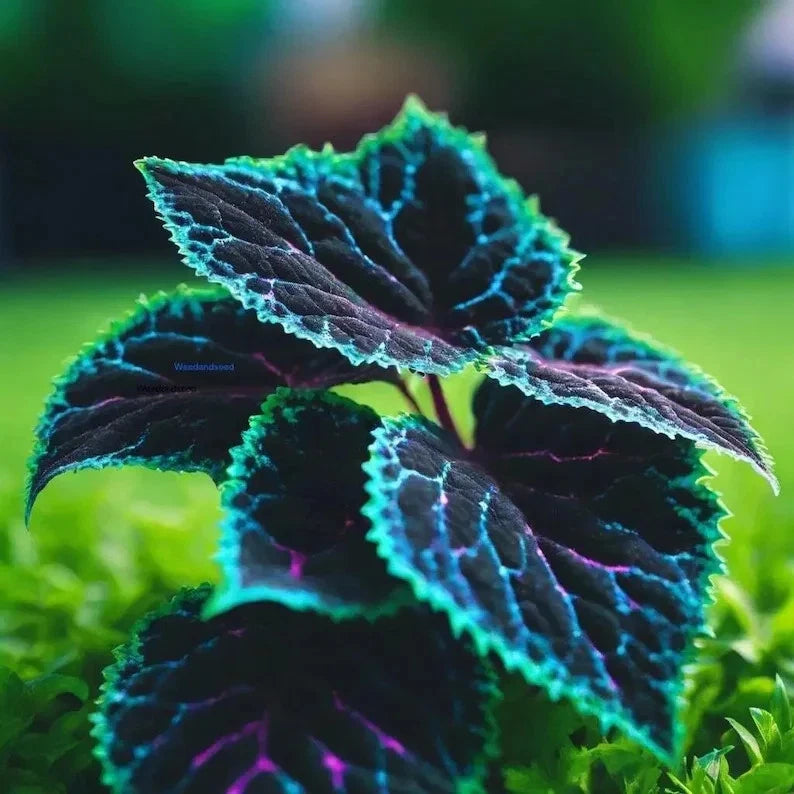 25 Coleus Seeds Ð Bold Foliage Plant Ð Easy-to-Grow for Garden Garden Plants