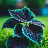 25 Coleus Seeds Ð Bold Foliage Plant Ð Easy-to-Grow for Garden Garden Plants