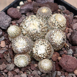 D3752 COPIAPOA LAUII pot10-H4-W7 cm MaMa cactus Green Plant