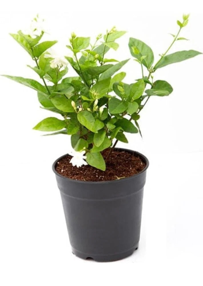 ORIGINAL Mogra Flower Plant - Arabian Jasmine 17 inch Plant Puja Pooja Flowering Plants