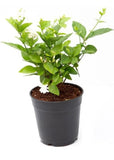 ORIGINAL Mogra Flower Plant - Arabian Jasmine 17 inch Plant Puja Pooja Flowering Plants