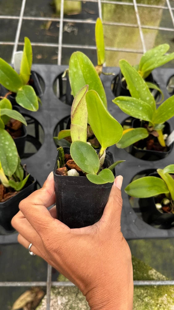 Hand-held potted orchid with bright green leaves in black nursery pot