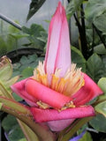 Musa Velutina Hairy Pink Ornamental Banana Fruits 10 Seeds, Hardy Flowering Plants