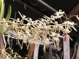 White Dendrobium orchid cluster with drooping fringed blossoms on long stems