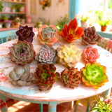 Succulents live plants-Echeveria Cutting Combo-12PCS Green Plant