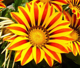GAZANIA GARDEN LEADER RED STRIPED Gazania Rigens - 100 Bulk Seeds Garden Plants