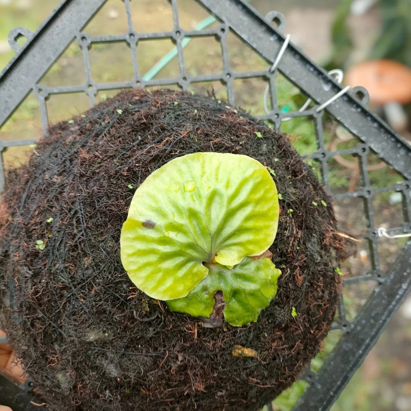 Platycerium Madagascariense Jungle Plant Green Plant