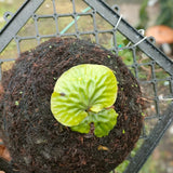 Platycerium Madagascariense Jungle Plant Green Plant