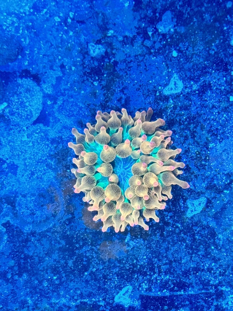 Ultra rainbow bubble tip anemone Anemone