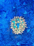 Ultra rainbow bubble tip anemone Anemone