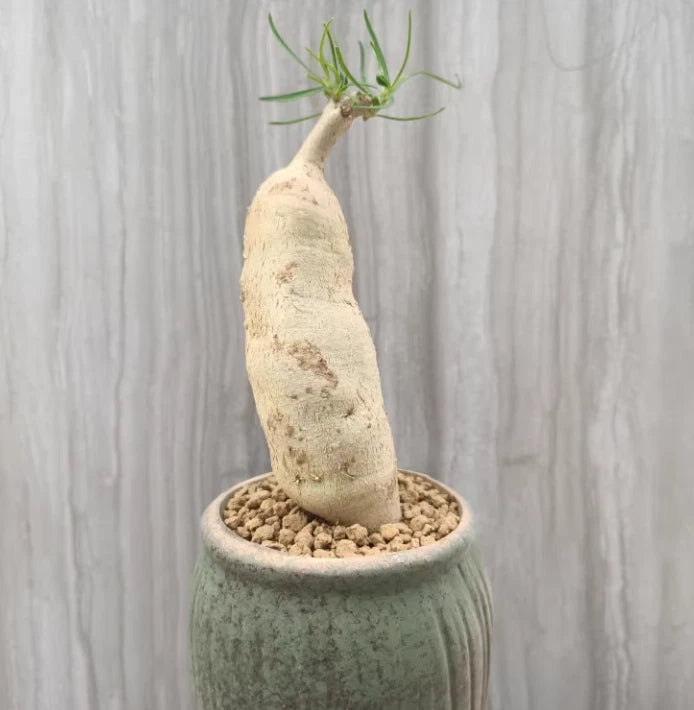 Caudex succulent cactus plant (Euphorbia) in green ceramic pot with sandy soil