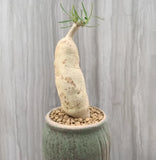 Succulent Cactus Plant Euphorbia hedyotoide Home Garden  RootTuber plants Garden Plants