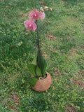 Orchid Phaelanopsis i-hsin Sesame Orchids