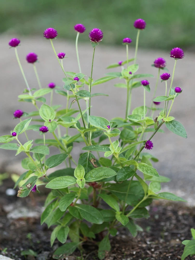 50 purple Gomphrena Globosa Globe Amaranth seeds * organically grown * FREE S/H Flowering Plants