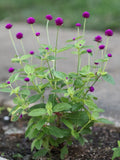 50 purple Gomphrena Globosa Globe Amaranth seeds * organically grown * FREE S/H Flowering Plants