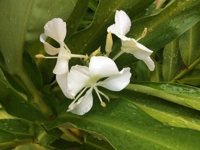 White Ginger (Hedychium coronarium) Fragrant, Beautiful, Hardy, Easy BIG BULBS + Lily