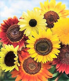 8 Species Mix Sunflower Seeds For Planting Assorted Variety Sun Flower Seed 2025 Flowering Plants