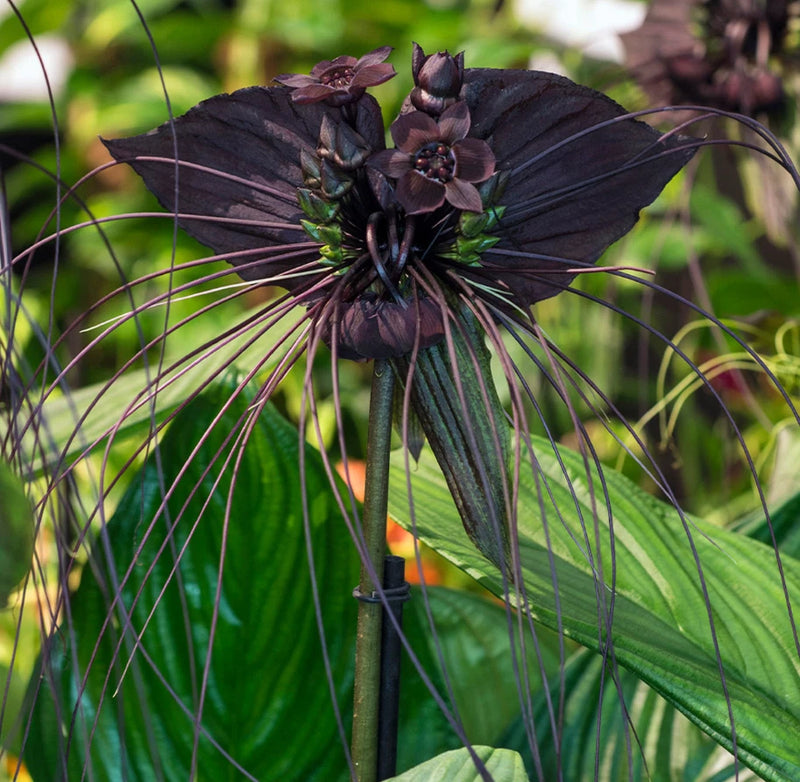 Black bat flower plant with whisker-like filaments on a tall stalk