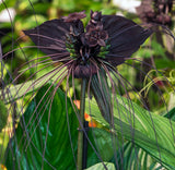 2 Black Bat Flower Plants Tacca Chantrieri Cat's Whiskers Rare Orchid 3-6"Tall Orchids