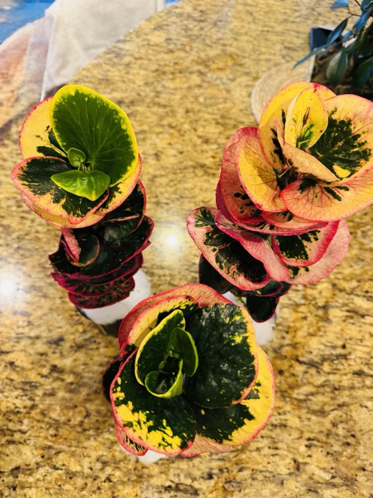 Croton rose plant with variegated rosette leaves in green, yellow, and red