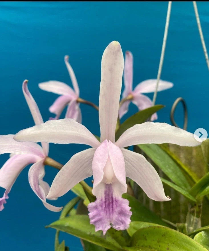 Potted orchid with pale pink-white petals and purple center lip, green leaves