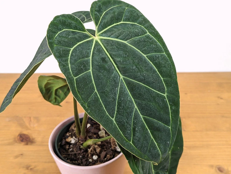 Heartleaf anthurium plant in white pot, large dark green leaves with pale veins