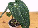 Anthurium Crystallinum x Besseae 'Crystal Sky',to Orchids