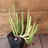 D4714 STAPELIA GIGANTEA pot10-H25-W24 cm MaMa Cactus Green Plant