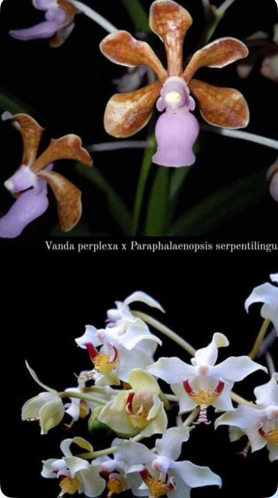 NEW HYBRID V perplexa x Paraphalaenopsis serpentilingu Fragrant Orchids Seedling Orchids
