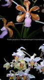 NEW HYBRID V perplexa x Paraphalaenopsis serpentilingu Fragrant Orchids Seedling Orchids