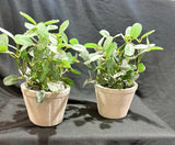Set of 2 Artificial Plant 4 Inch White Pot Green Leaf Plant Home Office Decor Green Plant